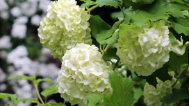 高清晰白色绣球花开壁纸