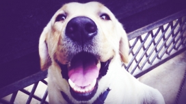 “灰狼”-高清晰加拿大Labrador拉布拉多名犬宠物壁纸下载