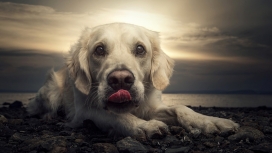 高清晰吐舌头的Labrador拉布拉多名犬宠物壁纸下载