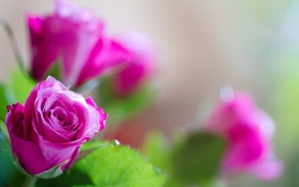 高清晰唯美简约鲜花卉植物类锁屏壁纸下载