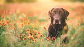 花丛中的Labrador拉布拉多壁纸下载