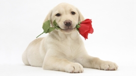 嘴巴里叼红色玫瑰的Labrador拉布拉多名犬宠物壁纸下载