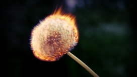 燃烧的蒲公英