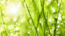 绿色植物上的水滴