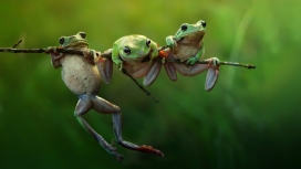 一个分支上的三只青蛙