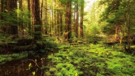 高清晰热带雨林壁纸