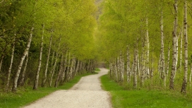 高清晰绿色白桦林路壁纸