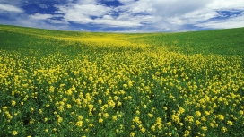 高清晰金黄灿烂的油菜花壁纸