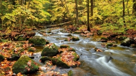 秋天树木野生岩溪壁纸