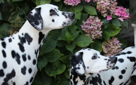 高清晰黑白斑点犬Dalmatian壁纸下载