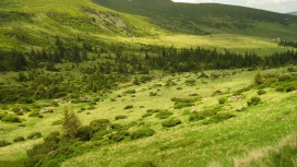 高清晰绿草原壁纸
