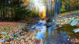 平静的树木树叶河流