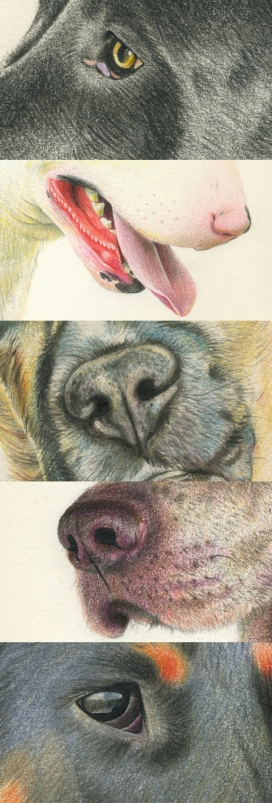 ANIMALARIO I-狗特写插画