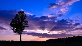 高清晰夕阳下的树壁纸下载