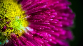 高清晰鲜艳的带水珠花瓣壁纸