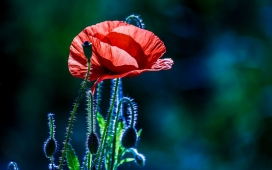 高清晰暗红的“纸花”微距壁纸下载