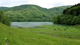 绿色牧场湖边的奶牛