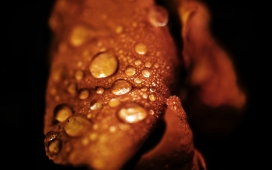 高清晰水珠微距壁纸下载