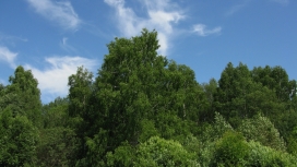 蓝天白云下的绿树壁纸