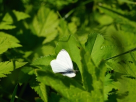 高清晰绿色树上的白色蝴蝶壁纸