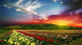 高清晰夕阳下的五彩花场壁纸