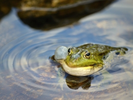 高清晰池塘里的青蛙壁纸