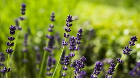 高清晰紫色薰衣草植物壁纸