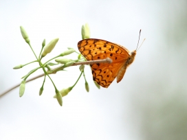 高清晰金黄色蝴蝶壁纸