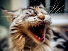 漂亮大笑的瞌睡猫壁纸