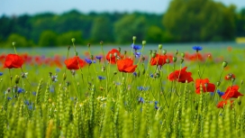 高清晰绿叶红花壁纸