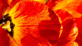 高清晰鲜红郁金香花瓣壁纸