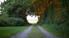 高清晰绿荫路壁纸