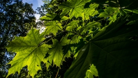 高清晰绿色枫叶壁纸