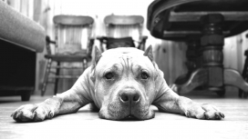 高清晰趴着的狗