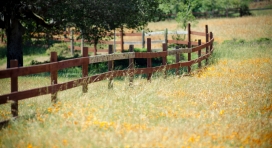 旧金山的围栏野花