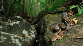 石壁上的网纹蟒蛇