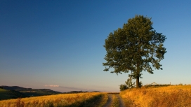 黄草绿树路壁纸