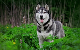 绿林中的哈士奇壁纸