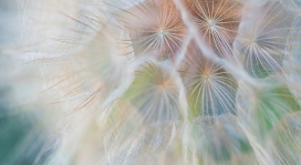 高清晰蒲公英花絮壁纸