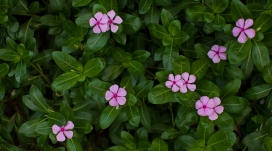 高清晰绿叶红花壁纸