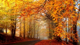 高清晰秋季枫树林路壁纸