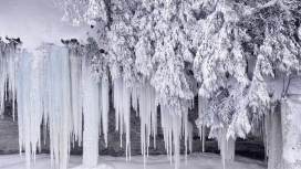 高清晰结冰的雪树壁纸