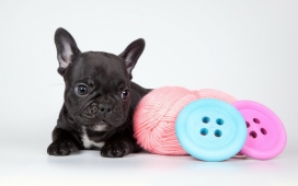 高清晰可爱黑色萌犬桌面壁纸下载