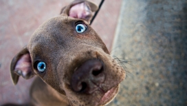 睁大双眼的好奇狗