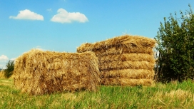 高清晰蓝天下的金黄稻草垛壁纸