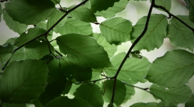 高清晰绿色的树叶壁纸