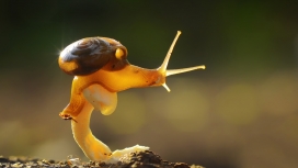 露角的蜗牛壁纸