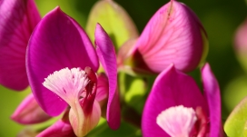 高清晰粉红“昆虫花”壁纸