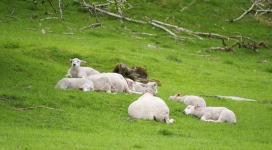 高清晰绿色草坪上的绵羊壁纸