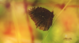 高清晰棕色蝴蝶壁纸